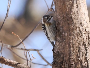 Japanese Pygmy Woodpecker(seebohmi) 野幌森林公園 Sun, 3/24/2024