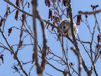 2024年3月24日(日) 野幌森林公園の野鳥観察記録