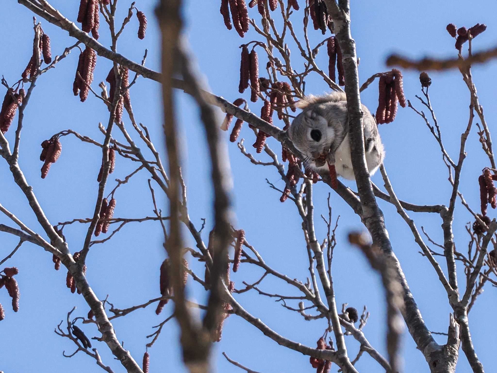 2024年3月24日(日) 野幌森林公園の野鳥観察記録 by 98_Ark (98ｱｰｸ) | ZooPicker