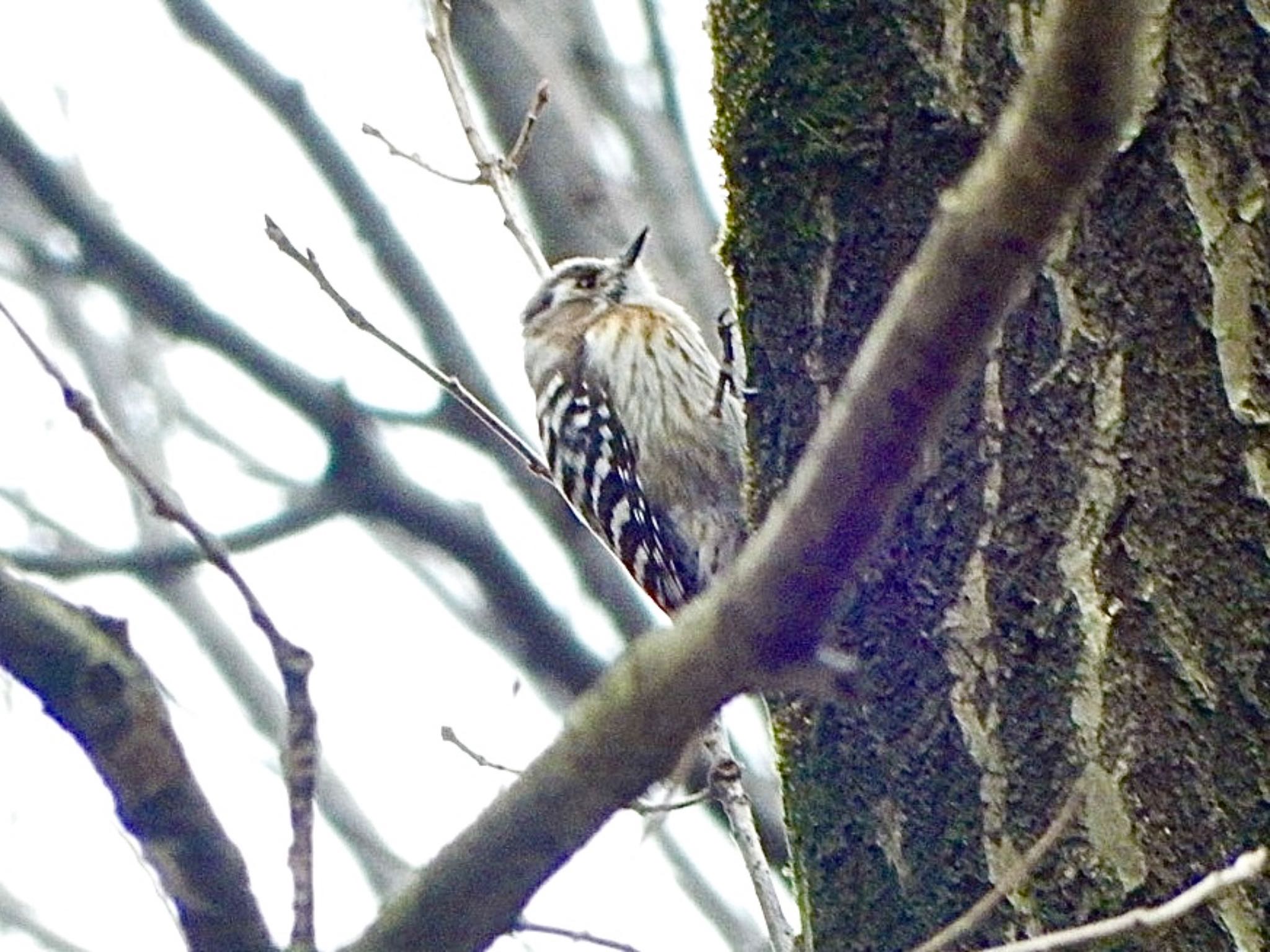 Photo of Japanese Pygmy Woodpecker at 徳生公園 by HIKARI  ξ(｡◕ˇ◊ˇ◕｡)ξ