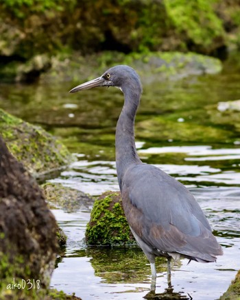 Pacific Reef Heron 真鶴岬 Sun, 3/24/2024