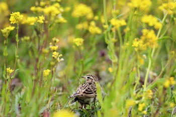 Eurasian Skylark ふれあい松戸川 Sun, 3/24/2024