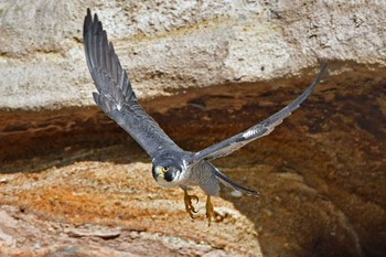 Peregrine Falcon Aobayama Park Sun, 3/24/2024