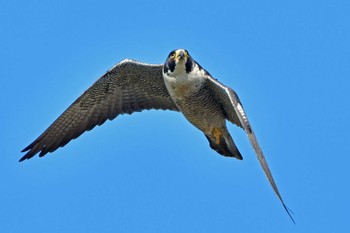 Peregrine Falcon Aobayama Park Sun, 3/24/2024