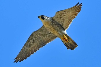 Peregrine Falcon Aobayama Park Sun, 3/24/2024