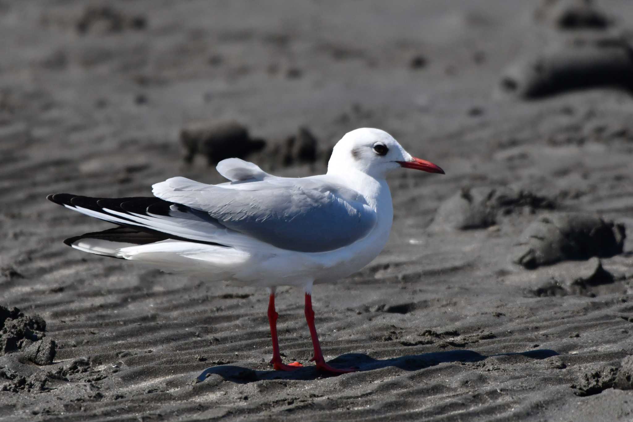 Photo of Black-headed Gull at Sambanze Tideland by geto