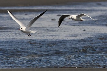 ユリカモメ ふなばし三番瀬海浜公園 2024年3月21日(木)