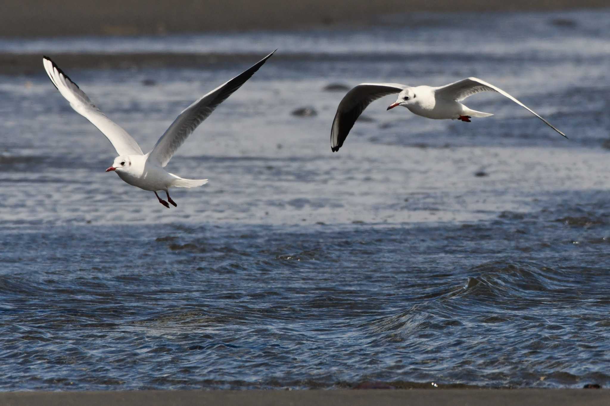 Photo of Black-headed Gull at Sambanze Tideland by geto