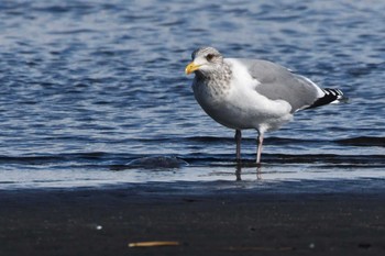 セグロカモメ ふなばし三番瀬海浜公園 2024年3月21日(木)