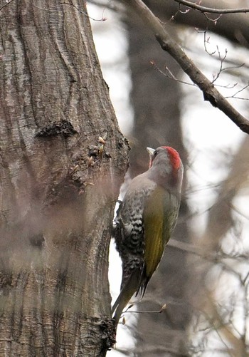 Japanese Green Woodpecker 東京都立桜ヶ丘公園(聖蹟桜ヶ丘) Sun, 3/24/2024