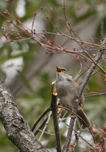 Japanese Bush Warbler 東京都立桜ヶ丘公園(聖蹟桜ヶ丘) Sun, 3/24/2024