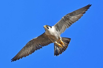 Peregrine Falcon Aobayama Park Sun, 3/24/2024