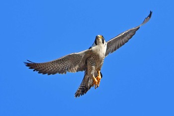 Peregrine Falcon Aobayama Park Sun, 3/24/2024