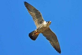 Peregrine Falcon Aobayama Park Sun, 3/24/2024