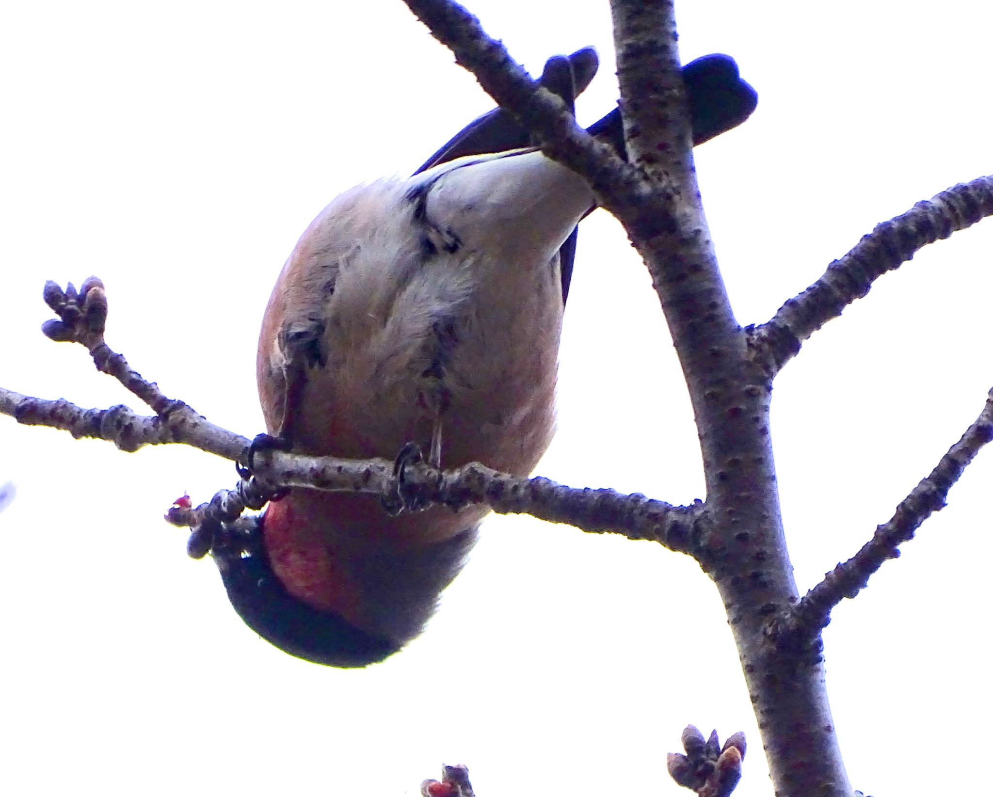 Japanese Waxwing