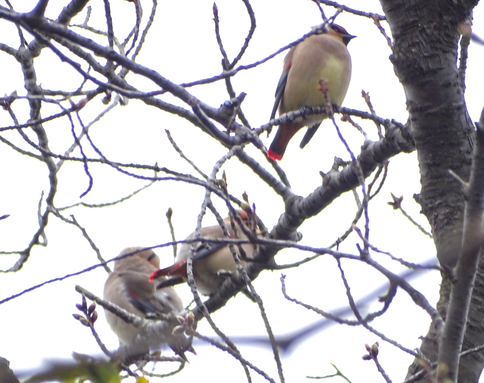 Photo of Japanese Waxwing at Maioka Park by KAWASEMIぴー