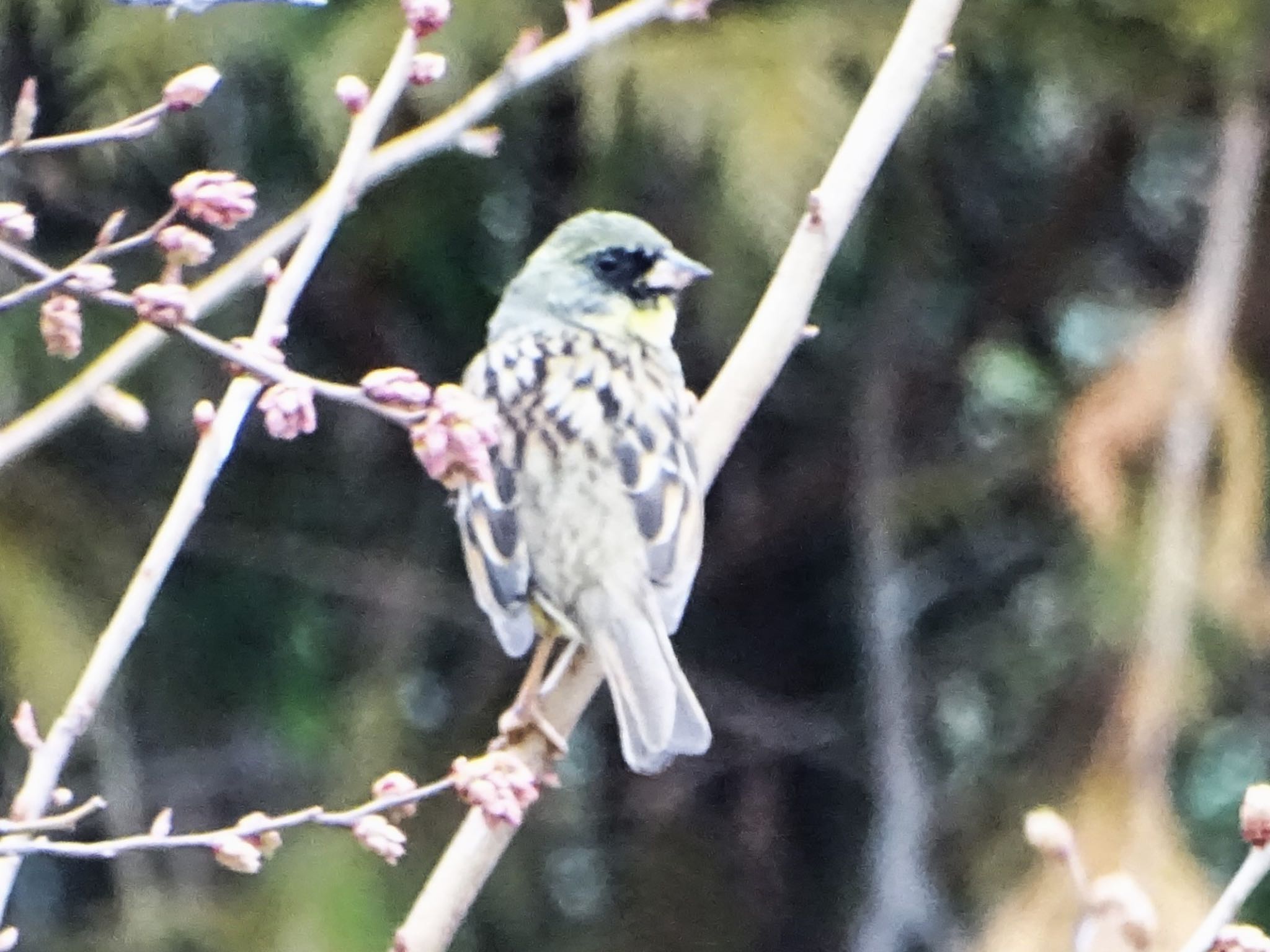 Masked Bunting