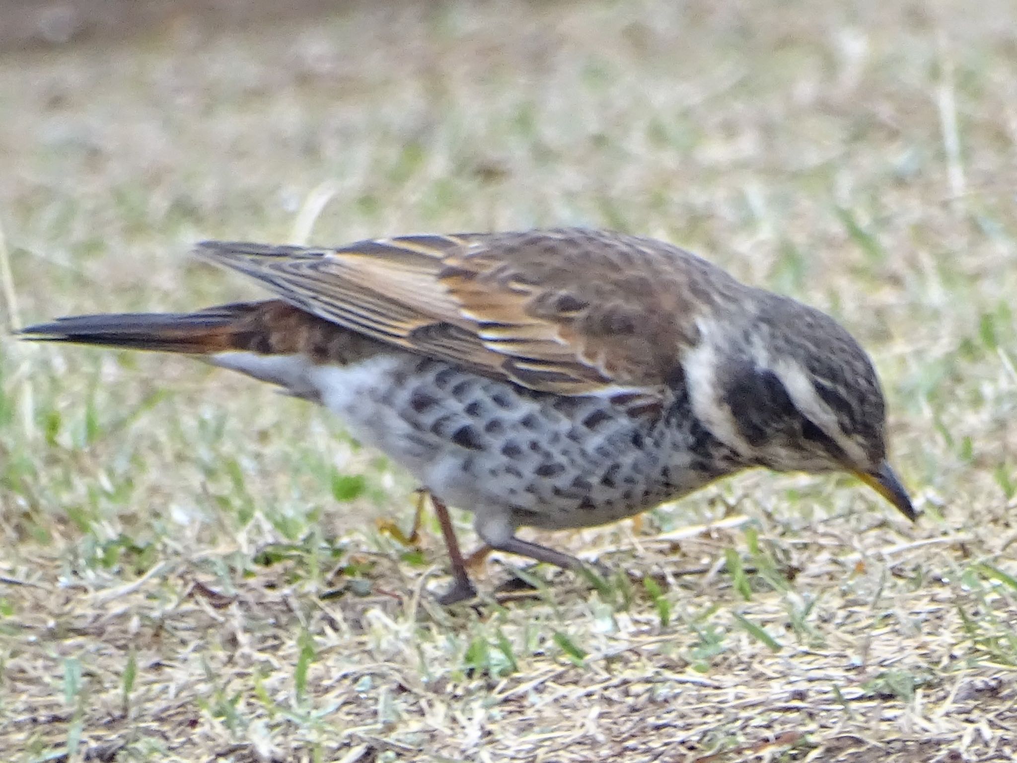 Dusky Thrush