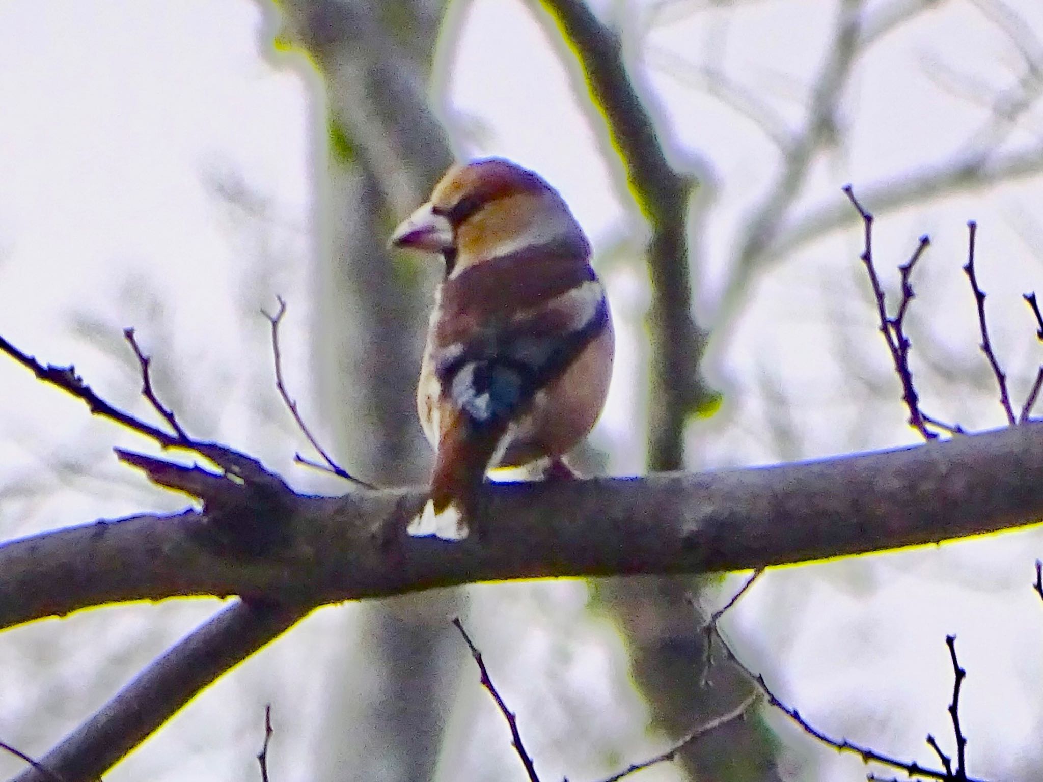 Hawfinch