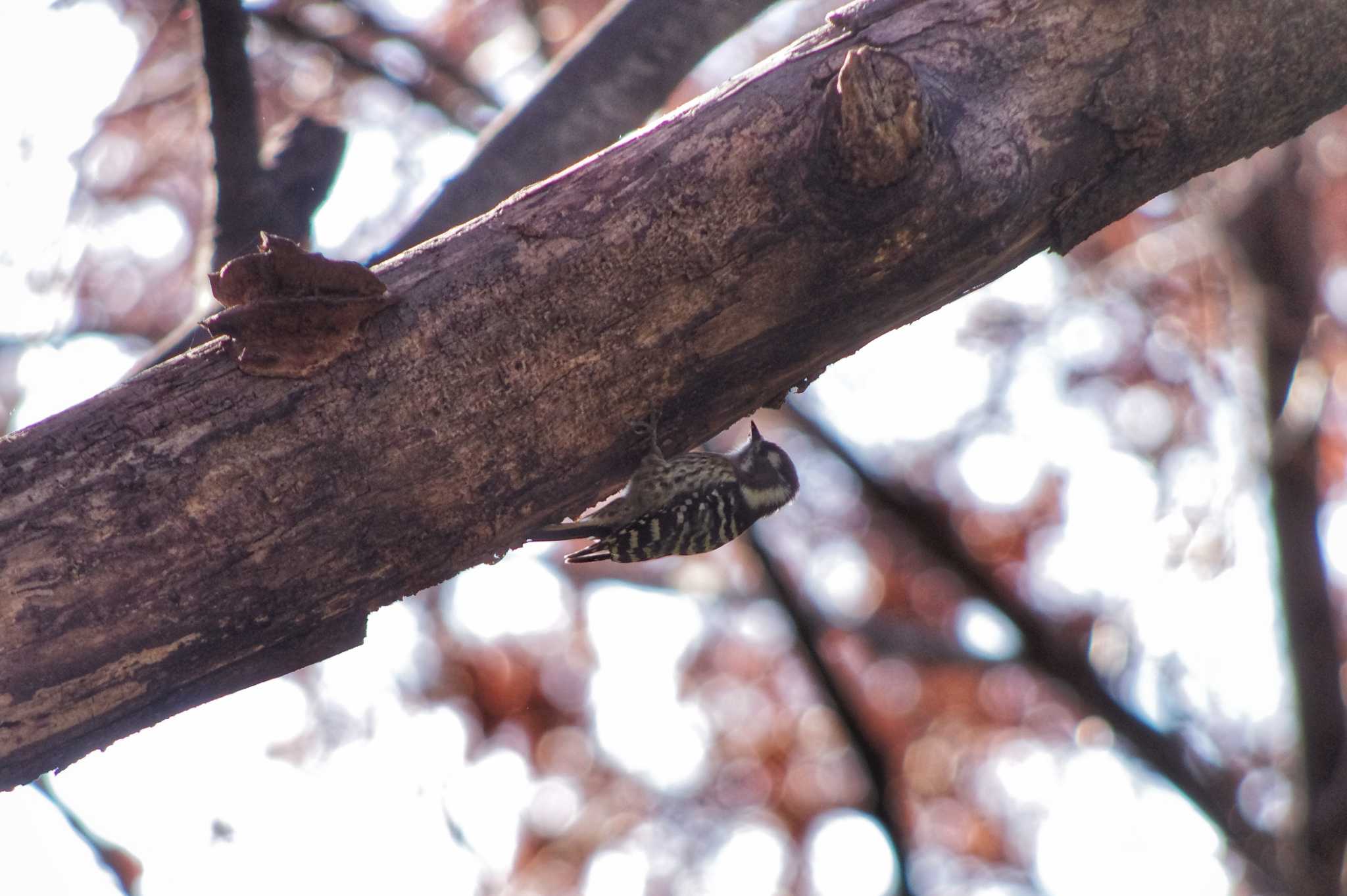 Japanese Pygmy Woodpecker