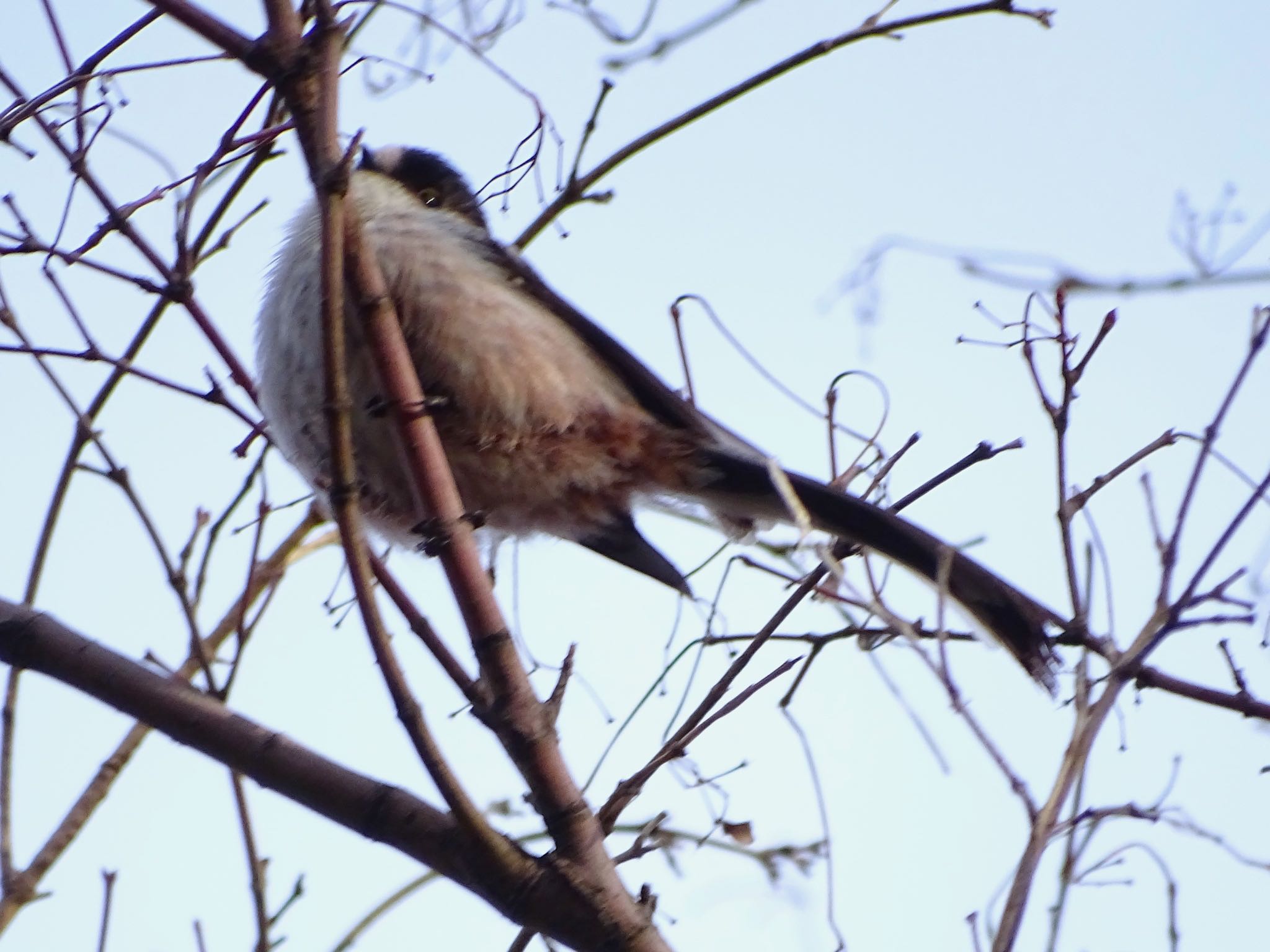 Long-tailed Tit