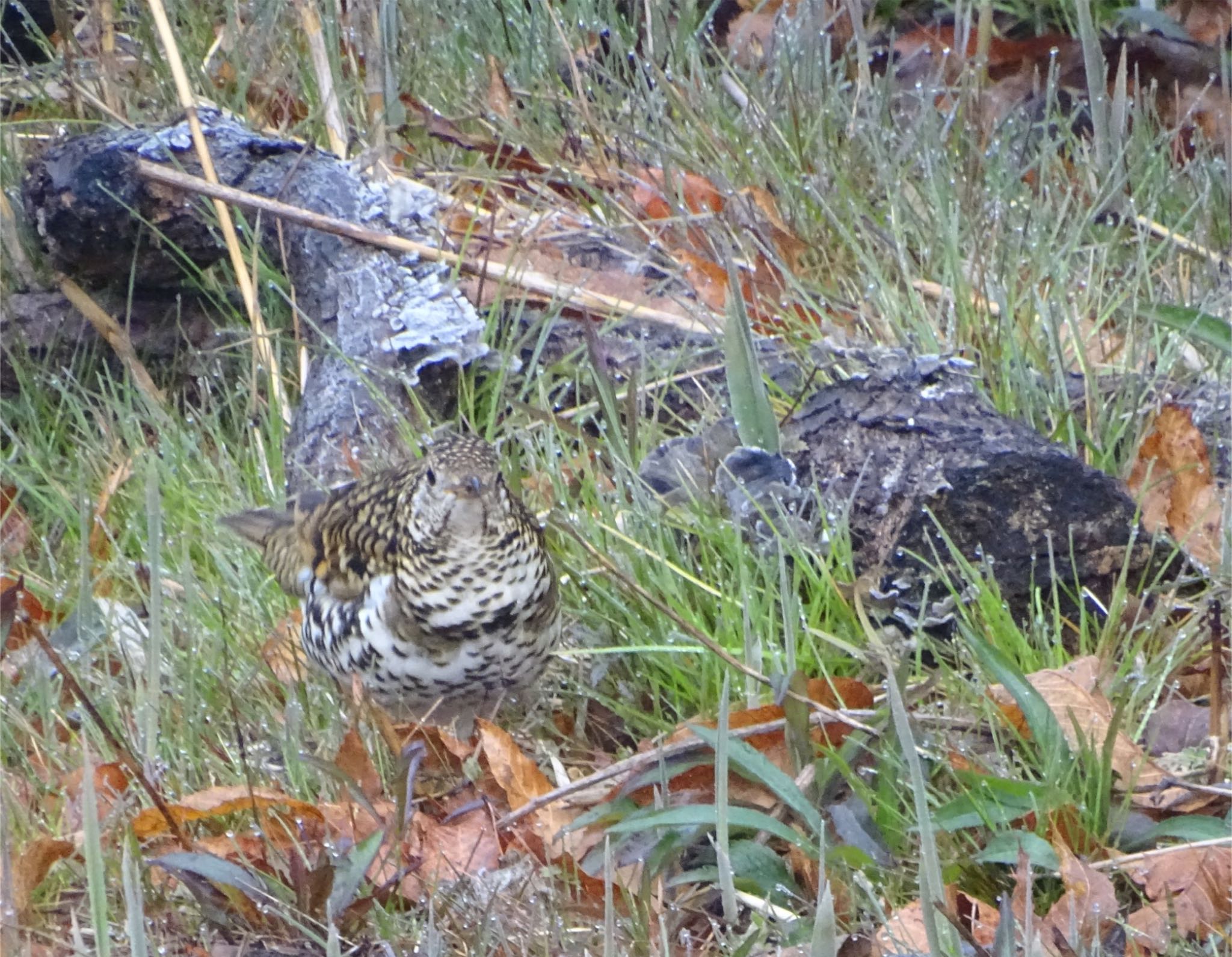 White's Thrush