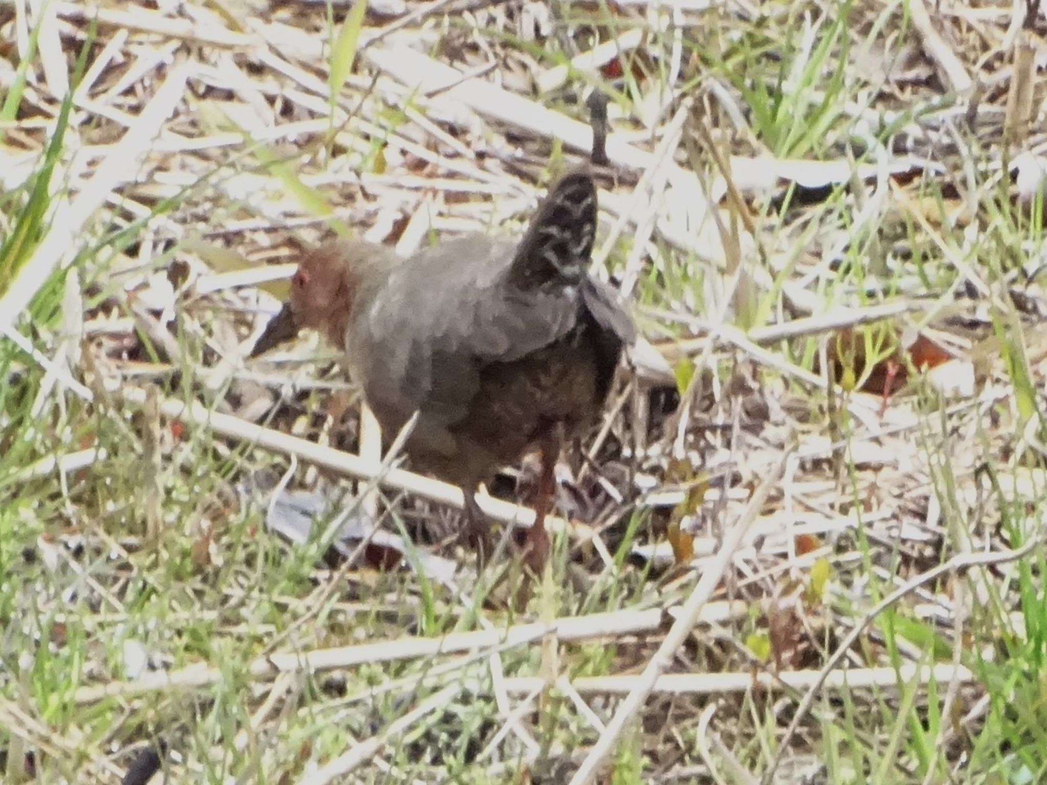 Ruddy-breasted Crake