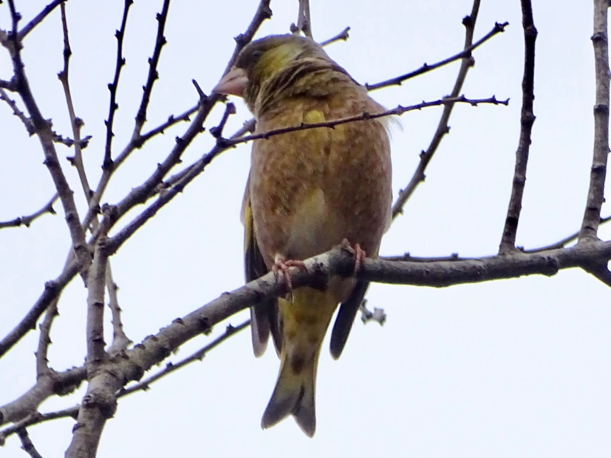 Photo of Grey-capped Greenfinch at Maioka Park by KAWASEMIぴー