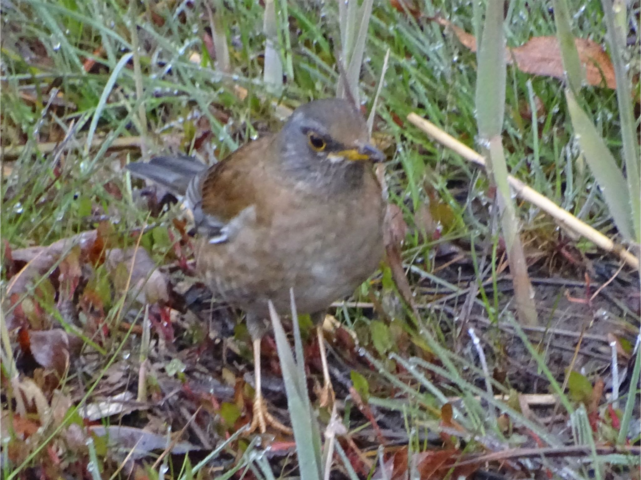 Photo of Pale Thrush at Maioka Park by KAWASEMIぴー