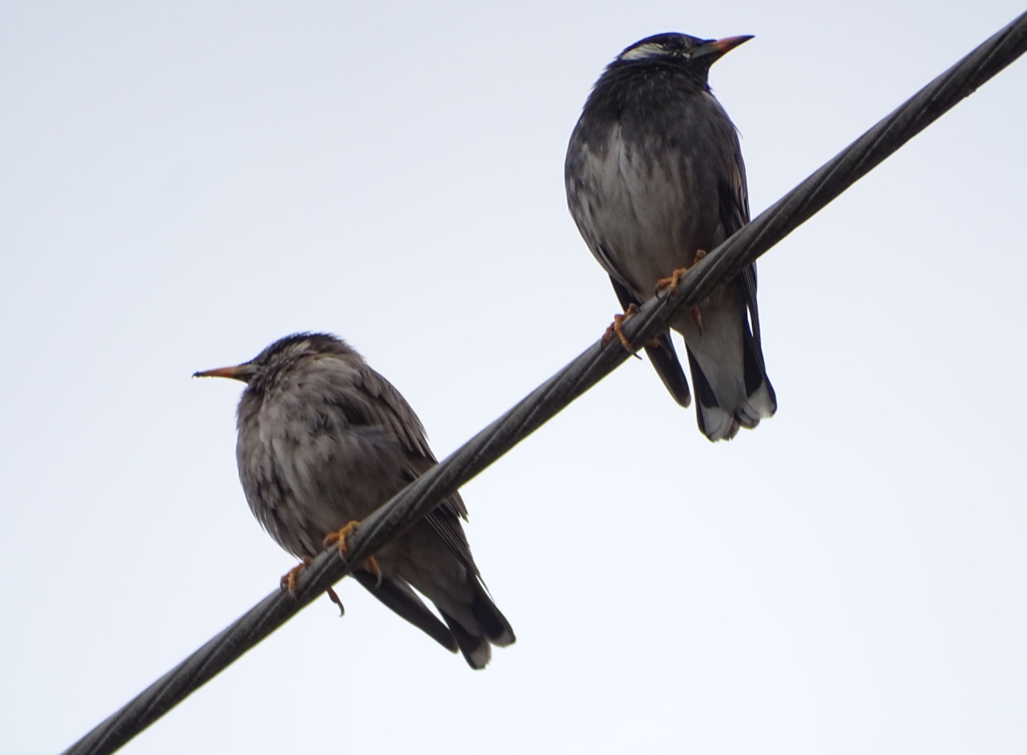 White-cheeked Starling