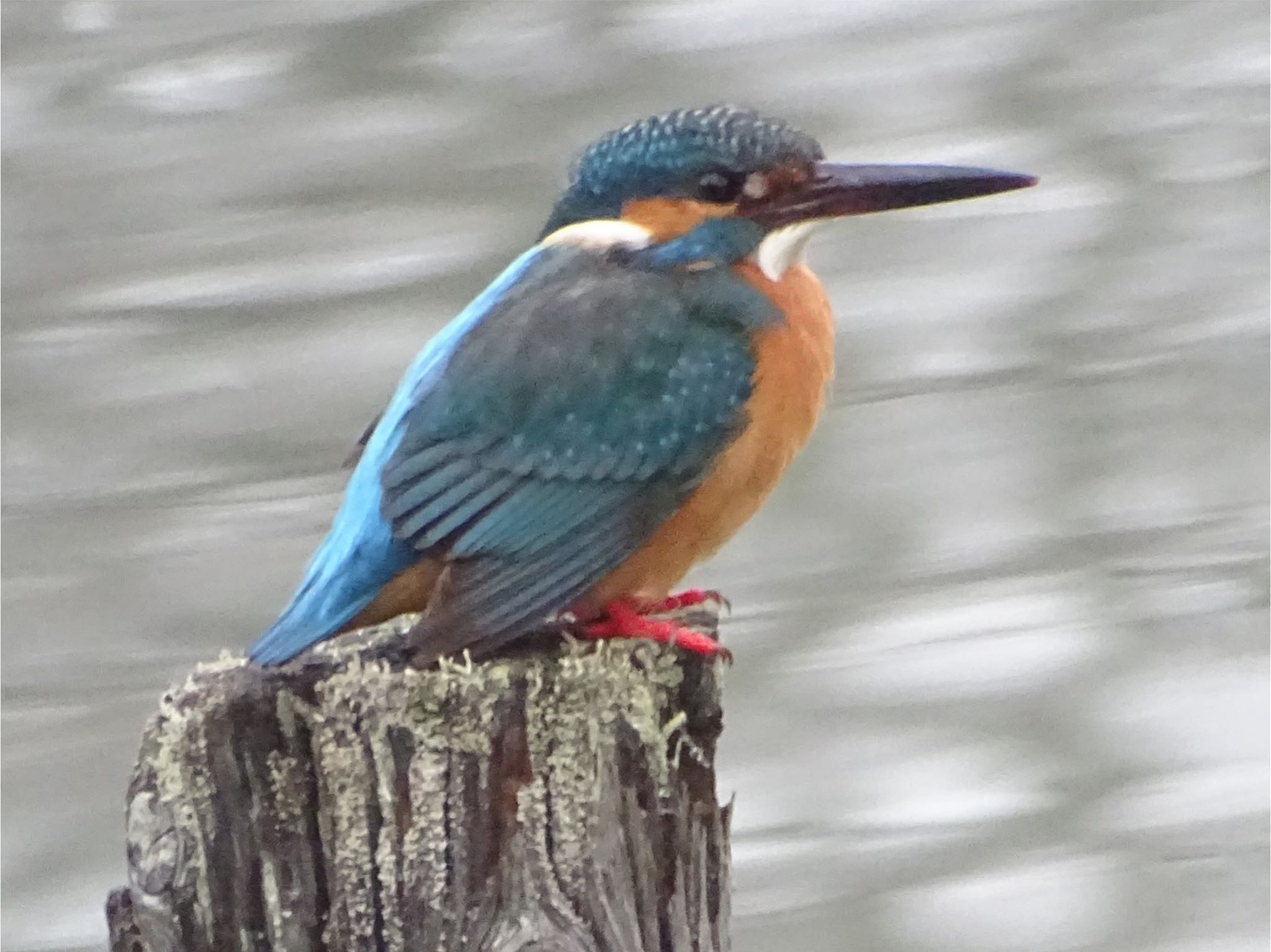 Common Kingfisher