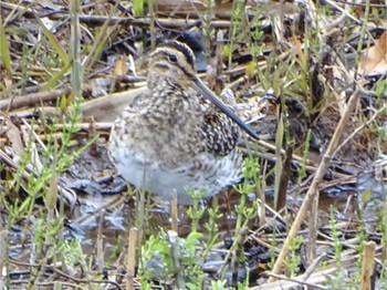 Common Snipe Maioka Park Sun, 3/24/2024