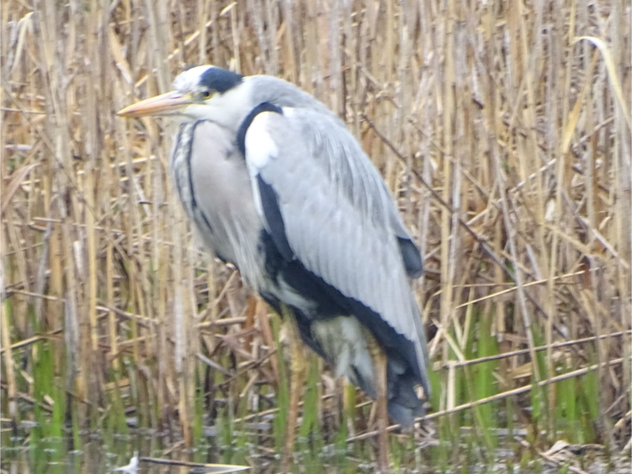 Grey Heron