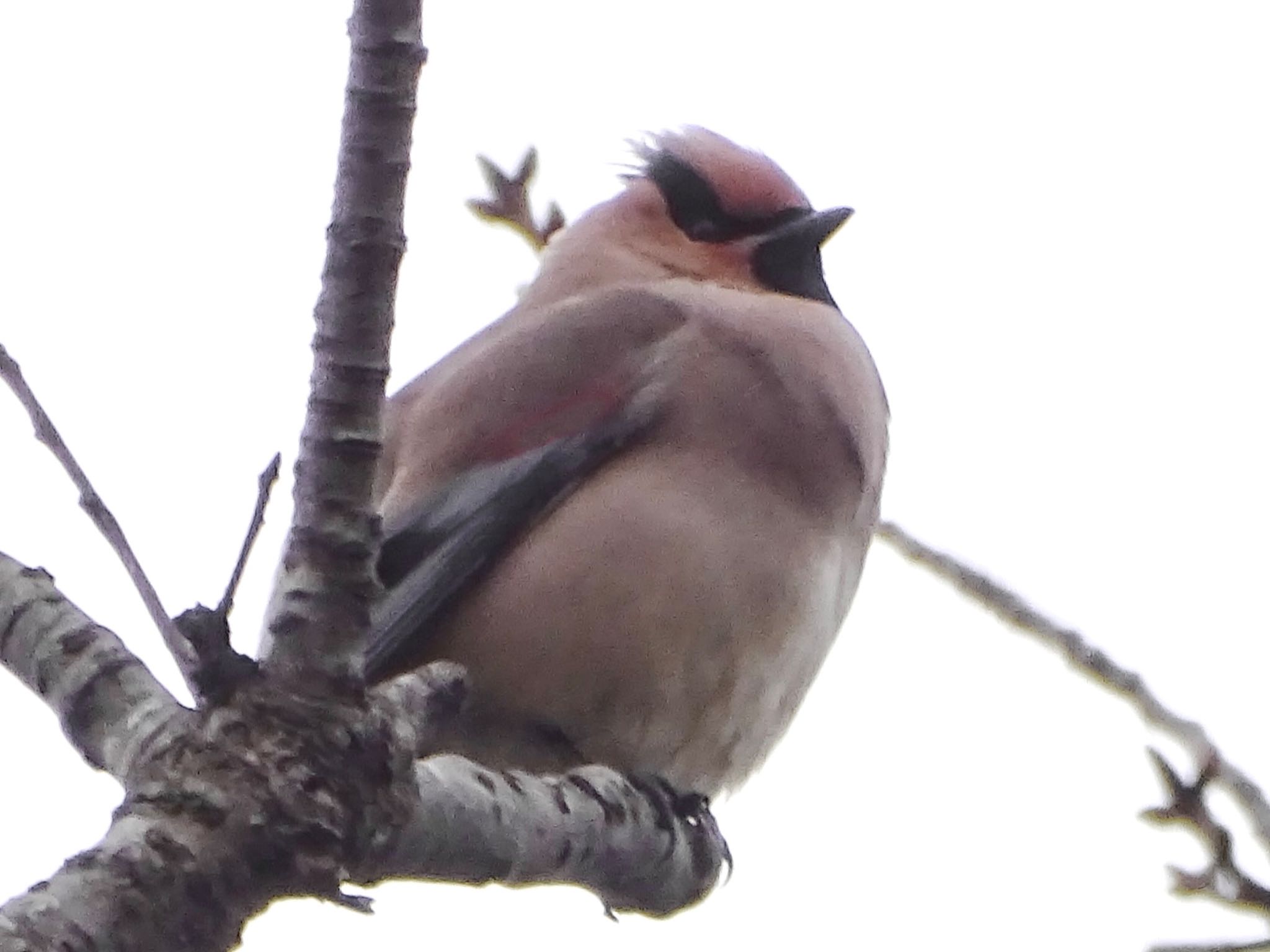 Photo of Japanese Waxwing at Maioka Park by KAWASEMIぴー