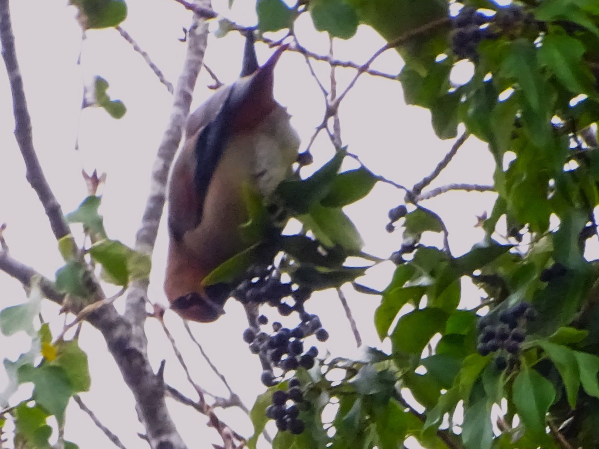 Japanese Waxwing