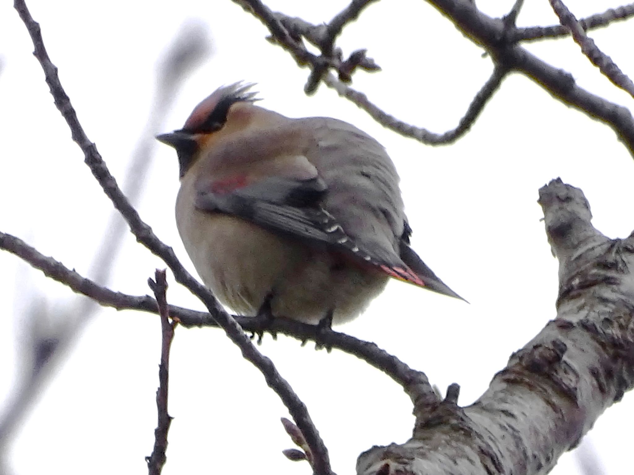 Japanese Waxwing