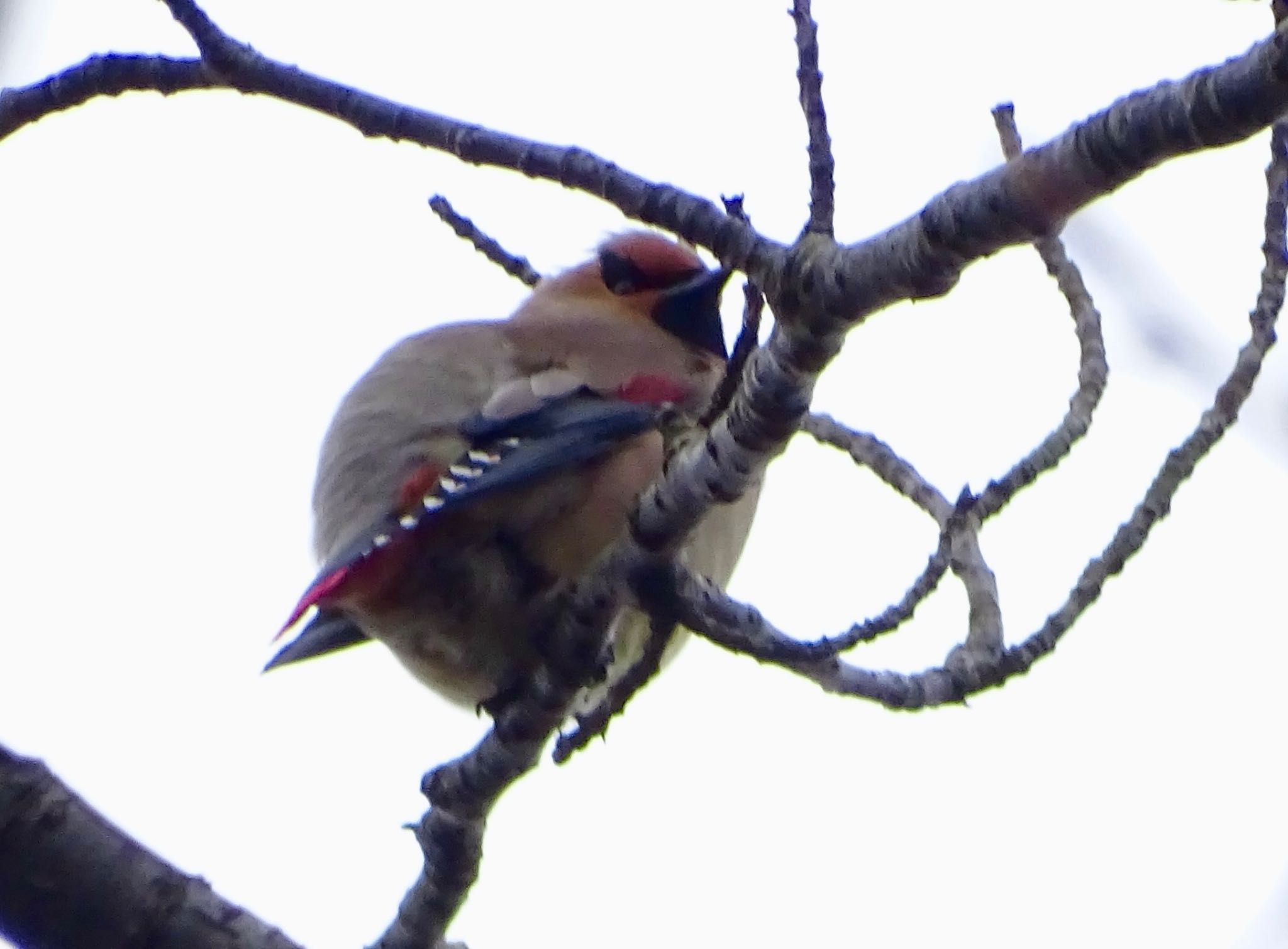 Japanese Waxwing