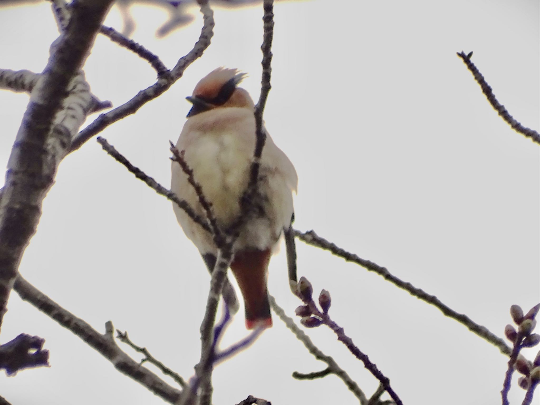 Japanese Waxwing