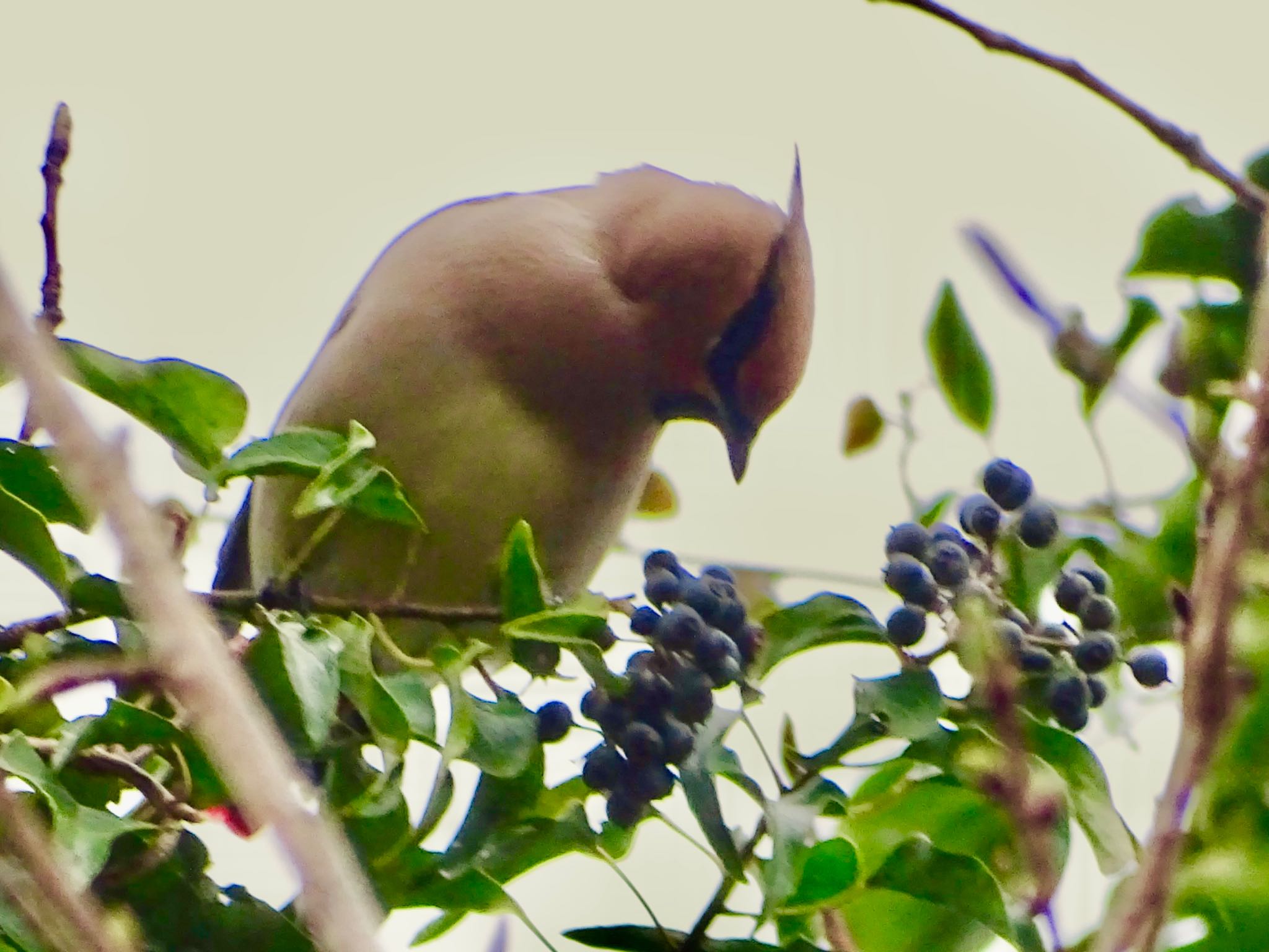 Photo of Japanese Waxwing at Maioka Park by KAWASEMIぴー