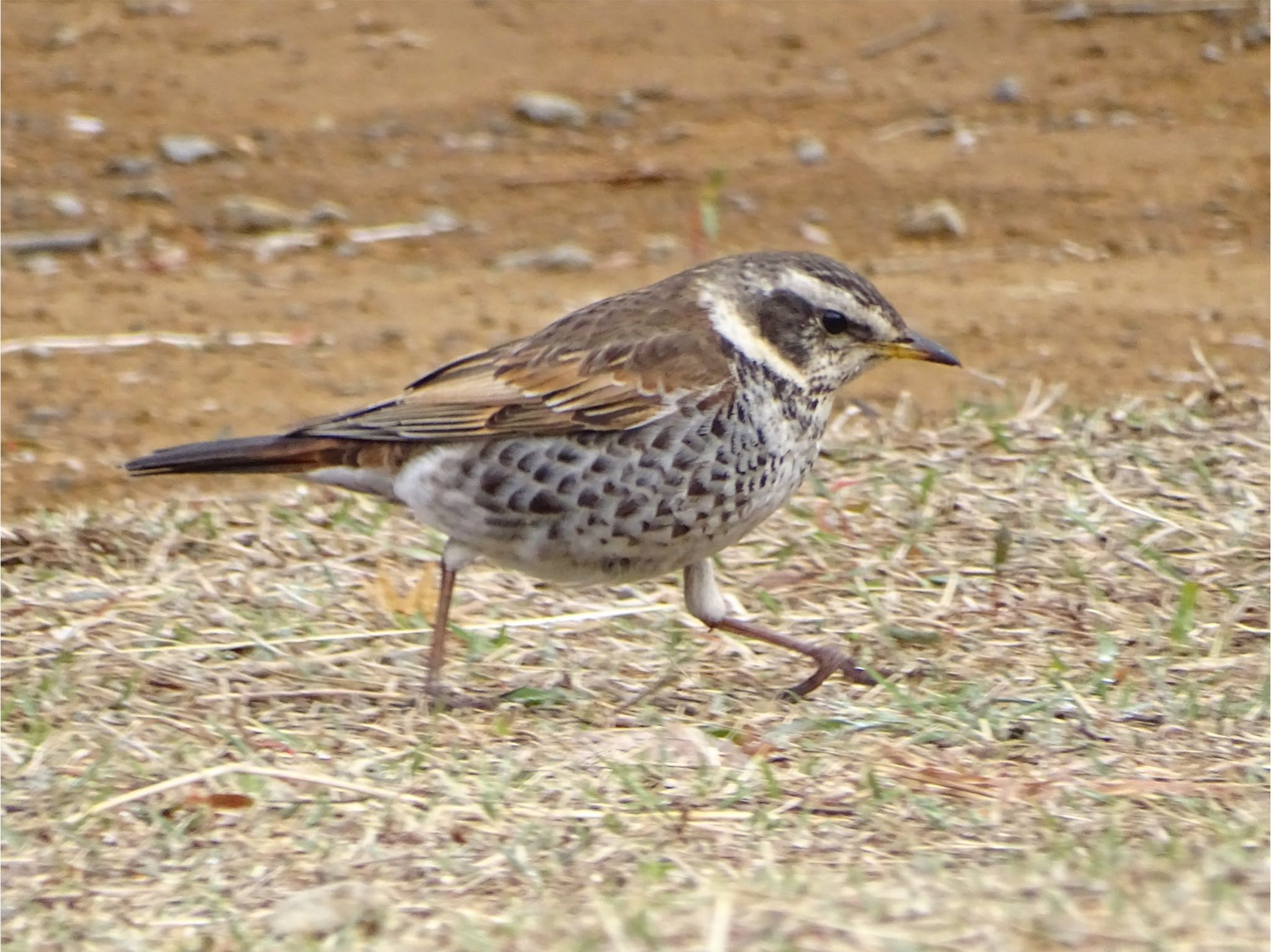 Dusky Thrush