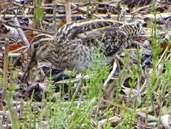 Common Snipe Maioka Park Sun, 3/24/2024