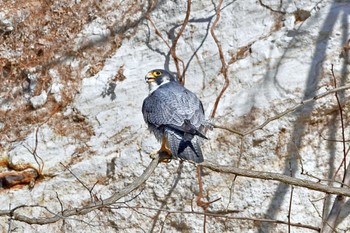 Peregrine Falcon Aobayama Park Sun, 3/24/2024