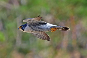 Peregrine Falcon Aobayama Park Sun, 3/24/2024