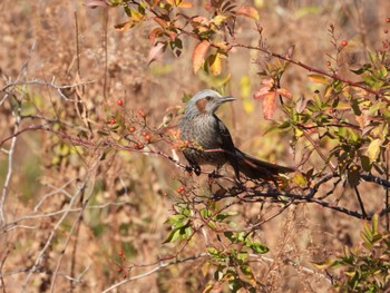 Brown-eared Bulbul まつぶし緑の丘公園 Fri, 1/5/2024