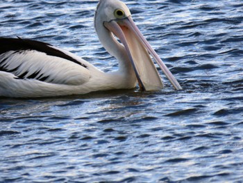 Australian Pelican Five Dock, NSW, Australia Fri, 3/15/2024