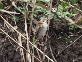 Common Reed Bunting Kasai Rinkai Park Sun, 3/24/2024