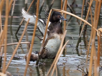 Baer's Pochard 東京都 Sun, 3/24/2024