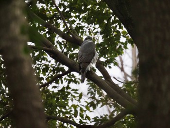 Eurasian Goshawk 東京都 Sun, 3/24/2024