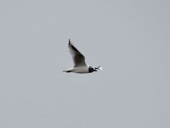 Saunders's Gull Kasai Rinkai Park Sun, 3/24/2024