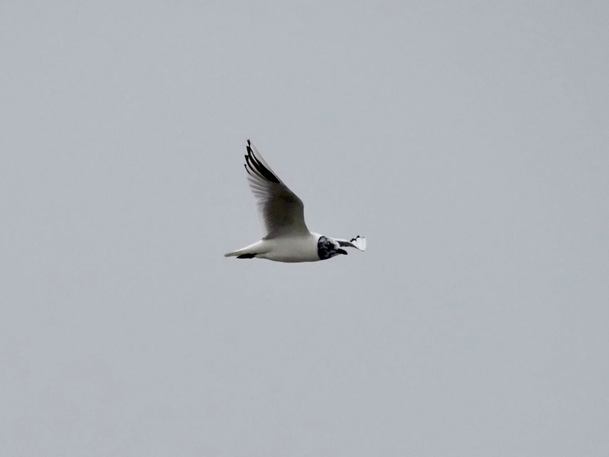 Saunders's Gull